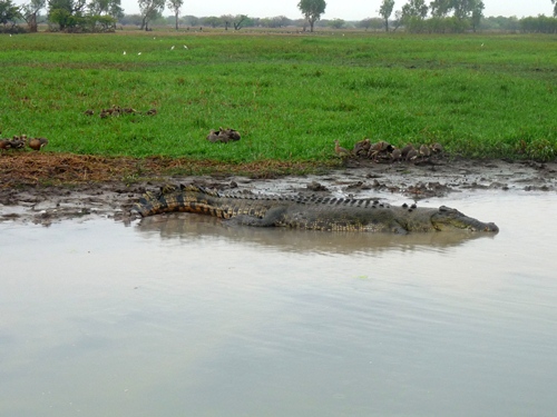 Salzwasserkrokodil Yellow River